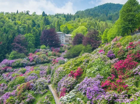 Dining (well) among the rhododendrons: a gastronomic guide to the Oasi Zegna in Piedmont