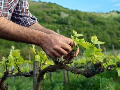 Sustainable wine businesses on the rise: almost 15,000 Equalitas-certified labels