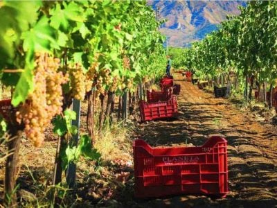 "One-year halt on new vineyards" – UIV proposal to respond to a stagnant market
