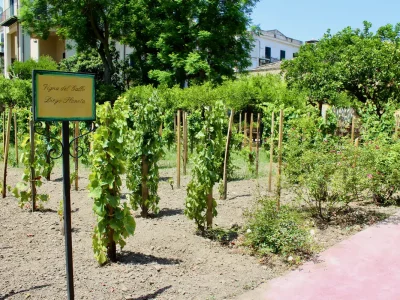 There is a vineyard-laboratory in the heart of Palermo that is becoming a regular stop for scholars and tourists