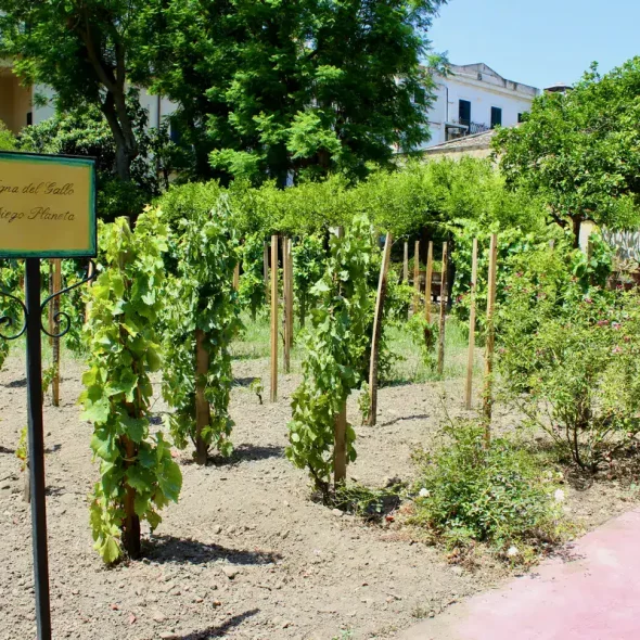 There is a vineyard-laboratory in the heart of Palermo that is becoming a regular stop for scholars and tourists