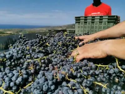 Cannonau revolution: from robust red to elegant wine. But now the disciplinary must also change