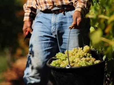 Italy’s 2024 wine production is higher than expected: nearly 44 million hectolitres. But there’s no reason to celebrate