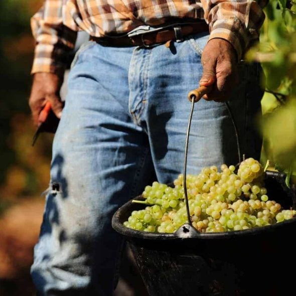 Italy’s 2024 wine production is higher than expected: nearly 44 million hectolitres. But there’s no reason to celebrate
