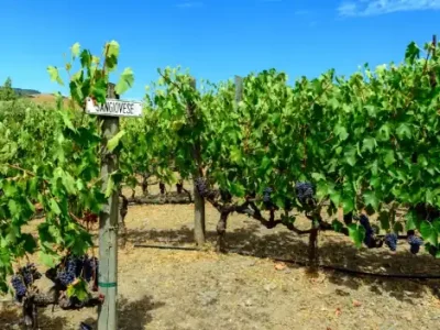California rediscovers Sangiovese. A brief history of the revival of a forgotten grape variety in the United States