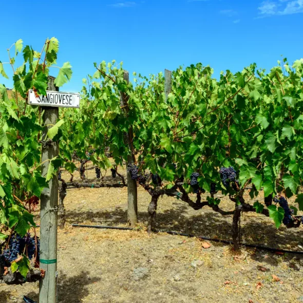 California rediscovers Sangiovese. A brief history of the revival of a forgotten grape variety in the United States