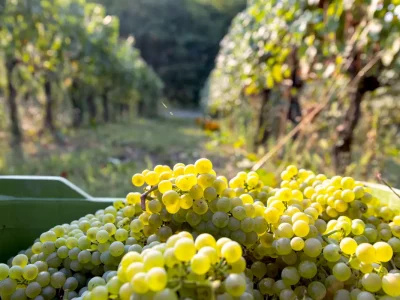 The harvest in Franciacorta has begun with excellent prospects, despite everything