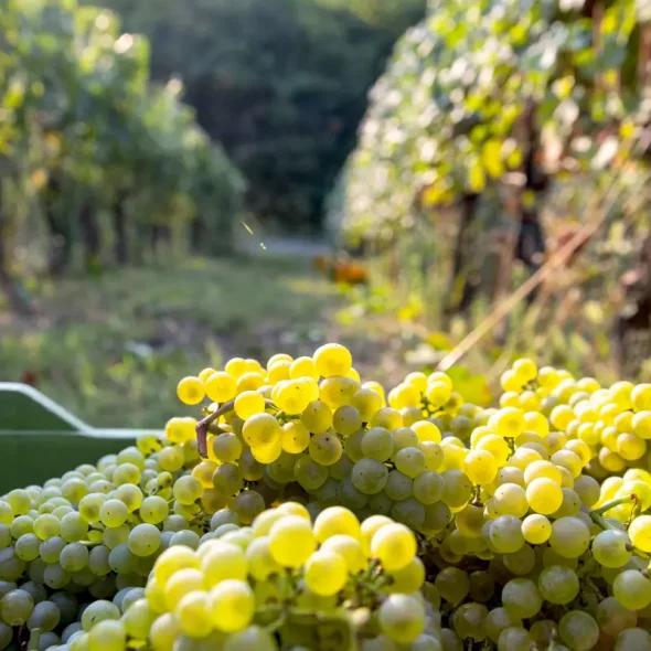 The harvest in Franciacorta has begun with excellent prospects, despite everything