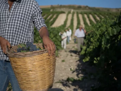 Harvest in Sicily is going quite well, after two very difficult years