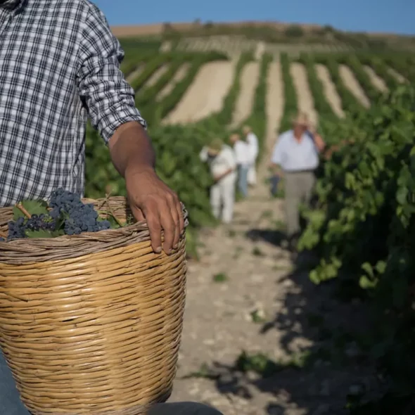 Harvest in Sicily is going quite well, after two very difficult years