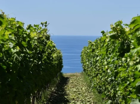 A revolution called Calabria. What is happening in the region with the most native grape varieties