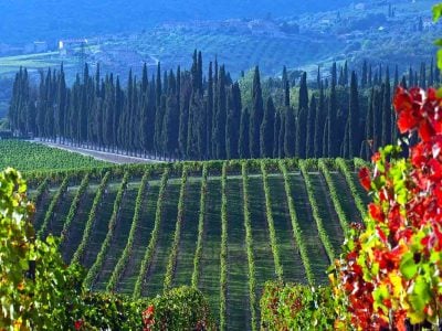 Pure identity: the philosophy of Tenuta di Arceno’s single-varietal wines