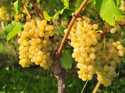 The 2025 harvest will be excellent, but with uncertainty over quantity: Tuscany cuts volumes, Veneto produces more