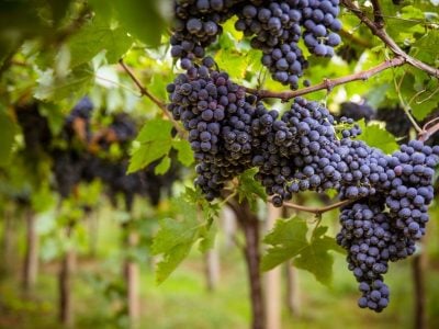 It’s easy to talk about indigenous grape varieties. What’s needed is a way to truly enhance them