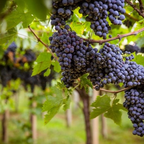 It’s easy to talk about indigenous grape varieties. What’s needed is a way to truly enhance them