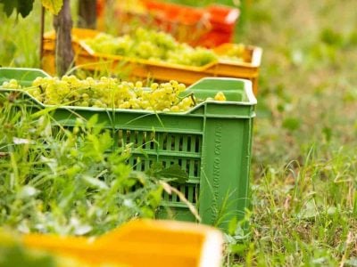 Forget containment. Italy will produce 47.4 million hectolitres of wine: ten more than France