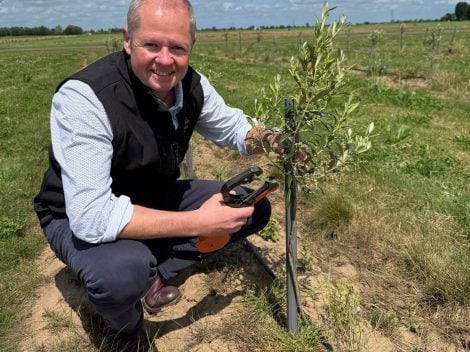 Meet the farmer pioneering English olive oil