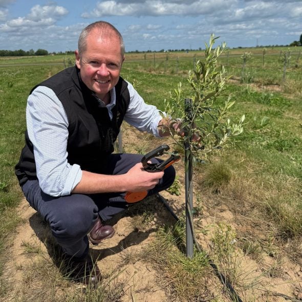 Meet the farmer pioneering English olive oil