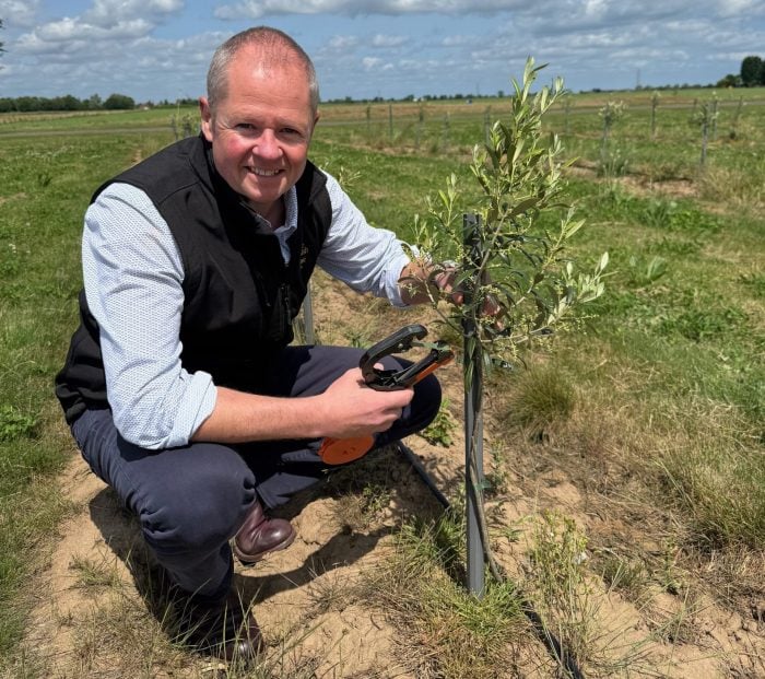 Meet the farmer pioneering English olive oil