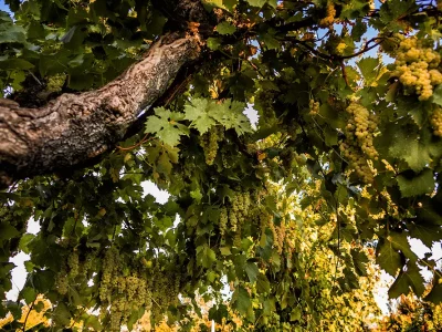 Trebbiano Spoletino changes colour