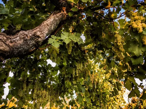 Trebbiano Spoletino changes colour