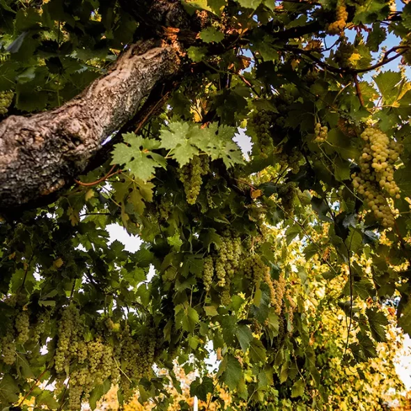Trebbiano Spoletino changes colour
