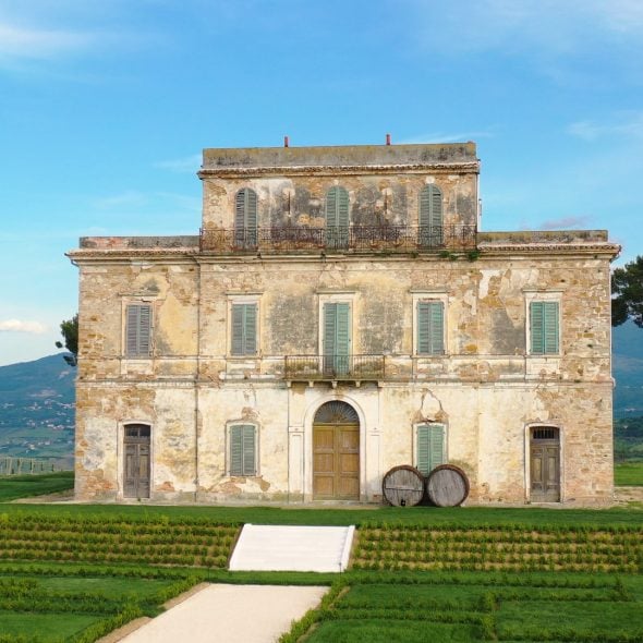 'Old vines are a fundamental part of the identity of this wine'