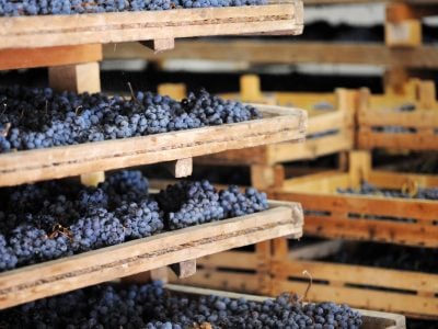 How Amarone changes its skin