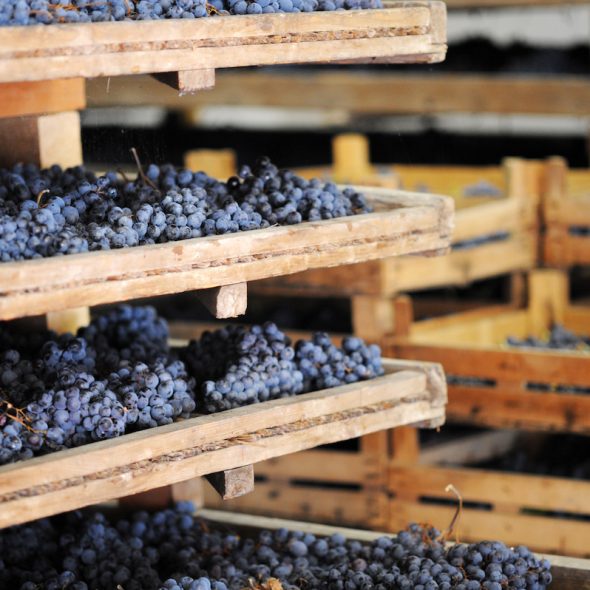 How Amarone changes its skin