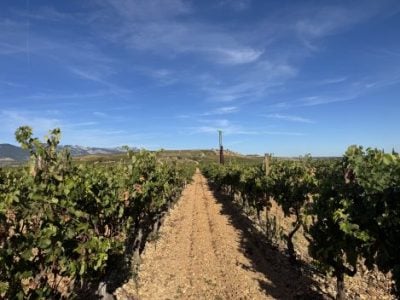 The Rioja you don’t expect: whites that keep pace with the reds